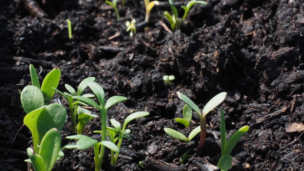 Werkblad zaaien en planten gratis als PDF downloaden