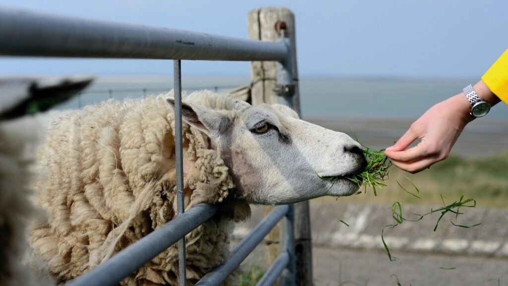 Gratis PDF van schaap tot wol werkblad downloaden